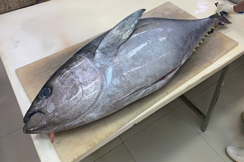 インドネシア産キハダマグロロイン